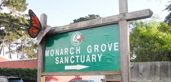 Observations on overwintering monarch butterflies in California and Hawaii