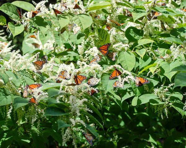 Manitoulin boasts rare monarch roost