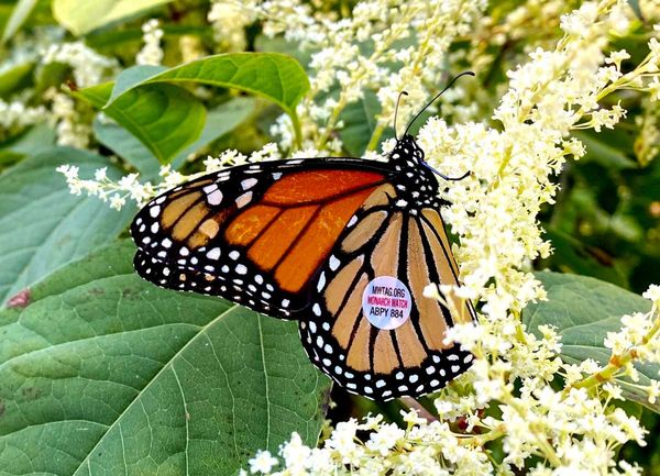 Data from monarch monitoring blitz aids conservation efforts, count volunteers welcome