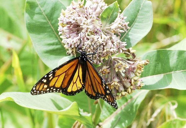 Why Manitoulin Island needs biodiversity: Part I of a two-part series