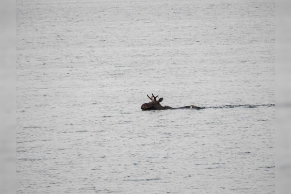 Moose on the loose