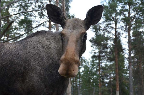 Motorist Chases Moose – Catches Ticket