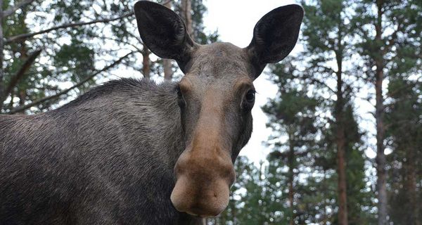 OPP urges motorists to beware of moose