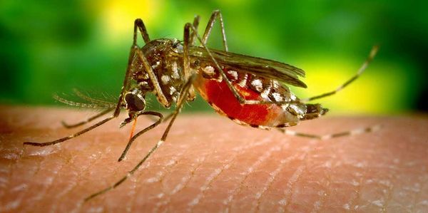 Protection against West Nile virus still needed