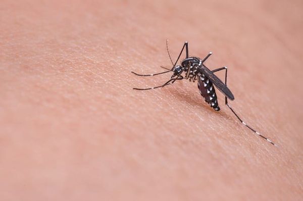 Health Unit reports confirmed human case of West Nile virus
