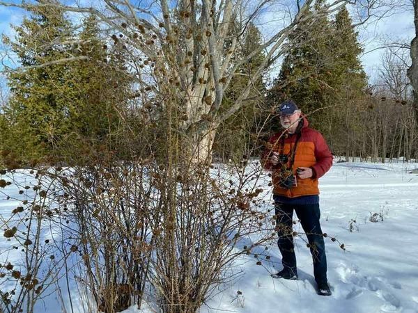 Joe Shorthouse examining the Mindemoya dog rose covered with the mossy gall. Photo by Marilyn Shorthouse