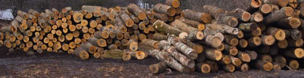 Major regional sawmill sees US lumber tarriff as challenge but enjoys good domestic market