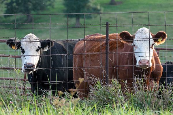 Gore Bay’s Jeff Hietkamp reflects on safe beef farming
