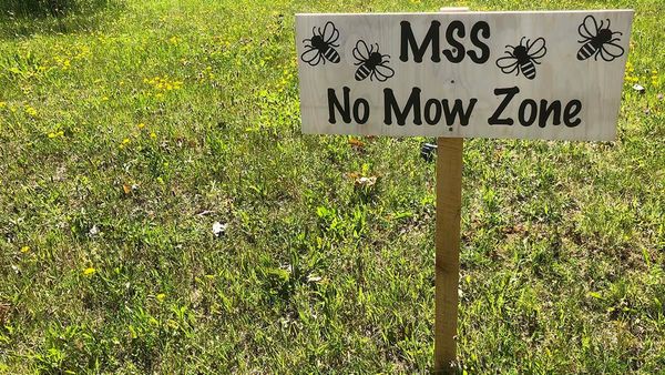 ‘No mow zone’ at MSS will create natural habitat for pollinators and small animals