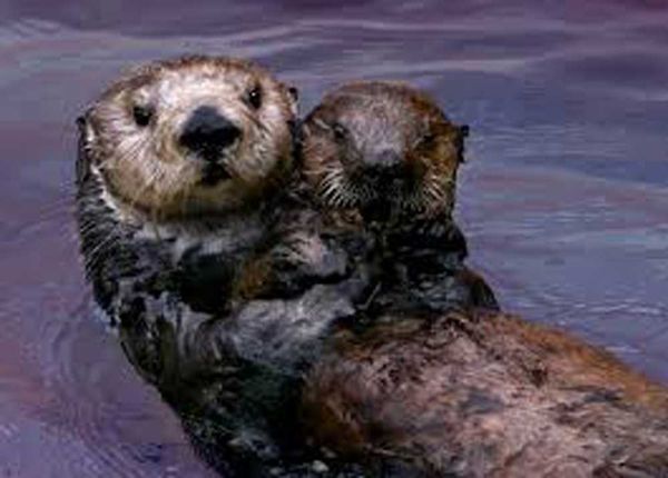 Entire Island shoreline is under threat from aging oil pipeline lying  beneath waters of Mackinac Strait, experts warning