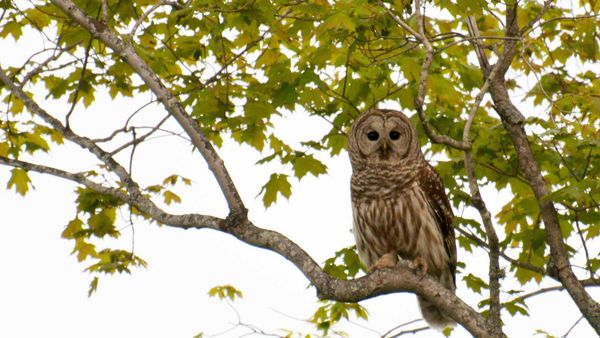 Owl Prowl