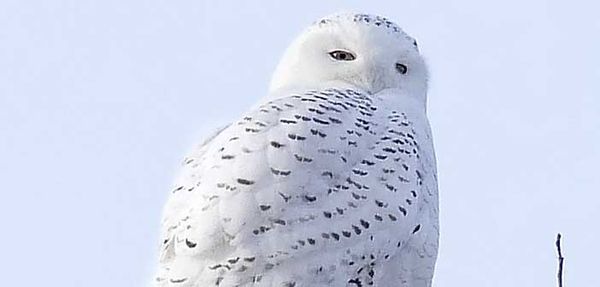 Over 4,000 birds spotted at Christmas bird count