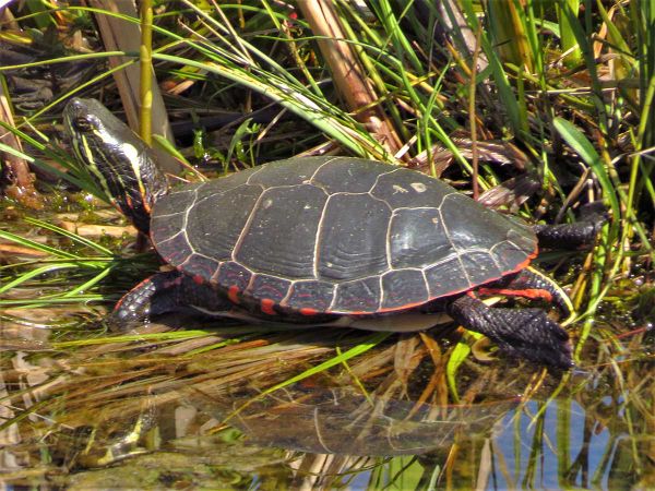 Are turtles truly as slow as we thought?