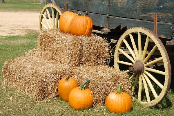 More than 1,100 students from 21 schools take part in annual Fall Harvest