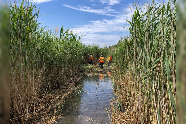 Invasive reeds proving to be no match for the Manitoulin Phragmites Project