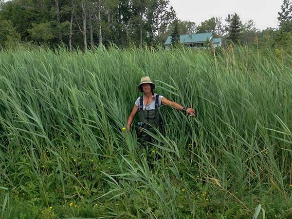 Phragmites Week is upon us!￼
