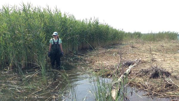 Council approves spraying of phragmites in two small areas within Billings Township