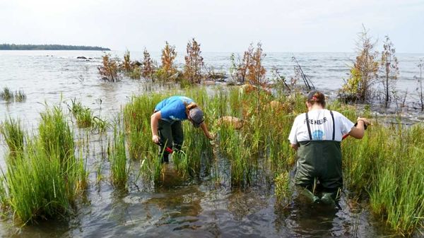 Phragmites control program spared provincial cuts, for now