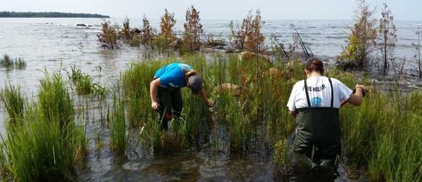 Providence Bay phragmites assault planned to defend contentious thistle