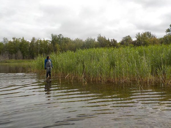 Phragmites Project seeking to add paid staff to their team