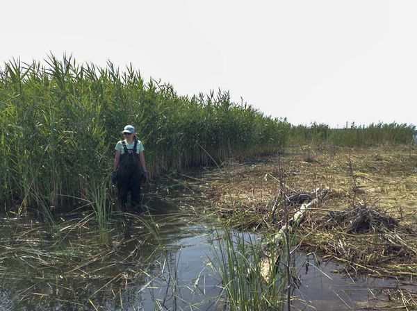 Sixth year of Phagmites Project offering COVID-safe training
