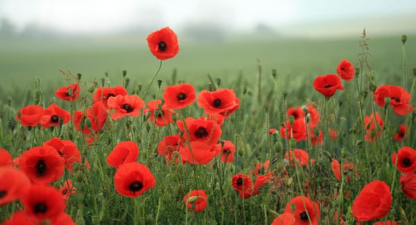 This year marks the centennial of ‘In Flanders Fields’