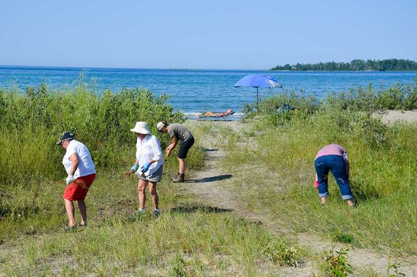 Volunteers sweep Prov beach clear of invasive sweet clover