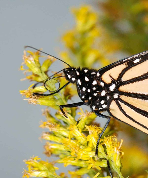 Manitoulin monarch counters  report plummeting numbers