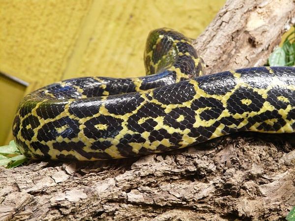 Giant snake on the lam in Providence Bay