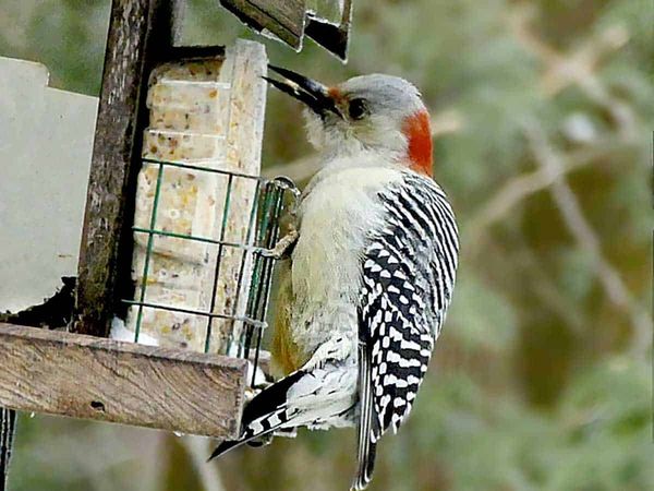 Over 2,400 birds of 50 species spotted at annual Christmas bird count