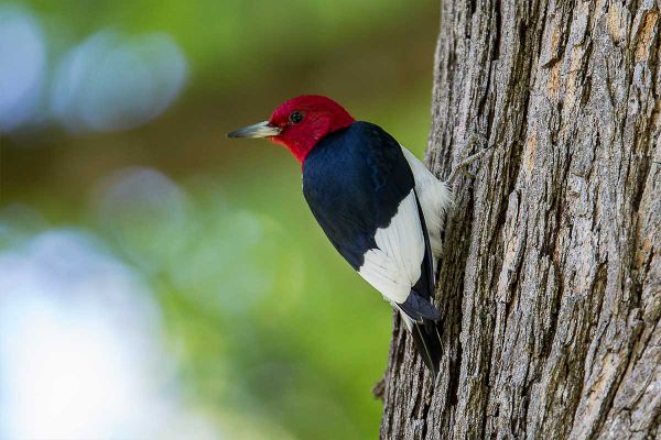 Species unique to Manitoulin newly named to ‘at risk’ list