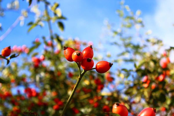 Why Manitoulin Island Needs Biodiversity