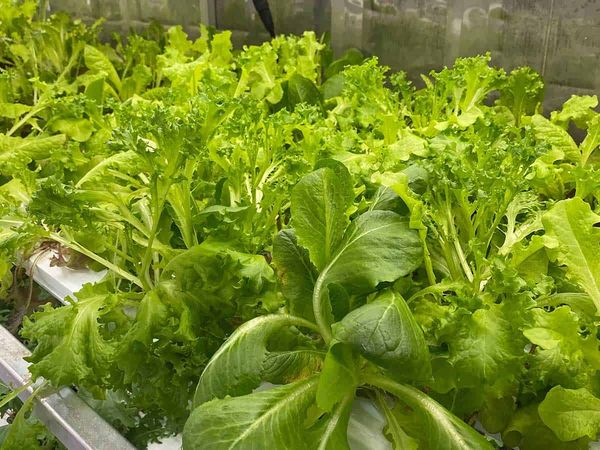 Fresh produce now being grown by Odawa Freshwater Gardens