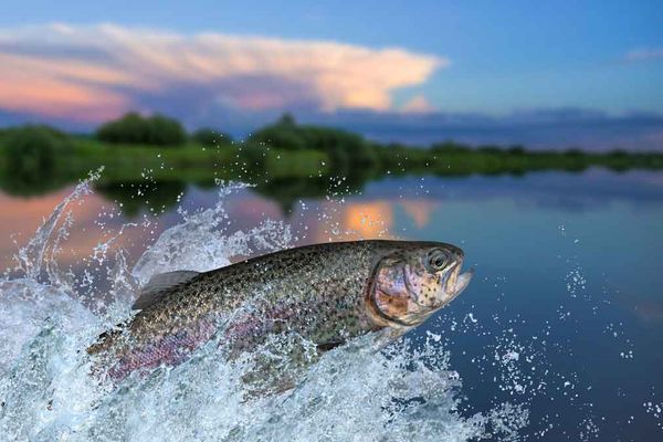 Investigation still ongoing into case of poached Manitou River salmon