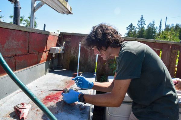 Salmon Shootout anglers assist researcher with data