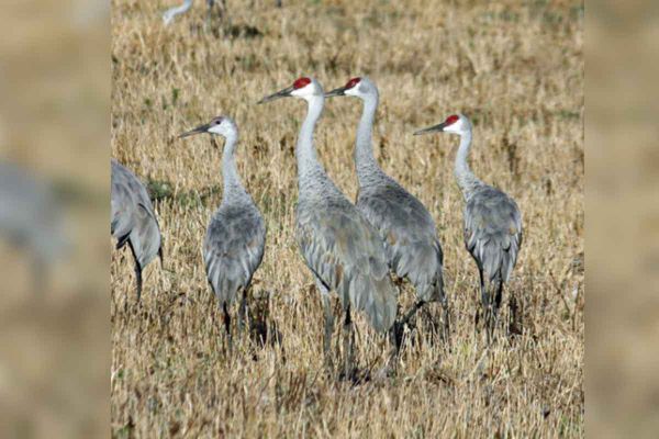 Thirty-day Sandhill crane hunt consultation period is now open
