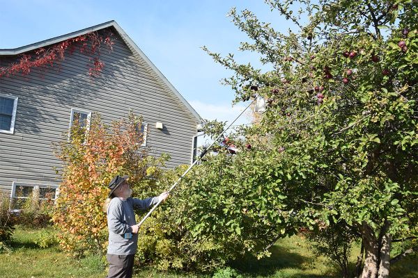 Apples Are One of Nature’s Best Medicines