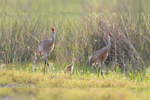 US report shows that establishing Sandhill crane hunt will not harm population numbers