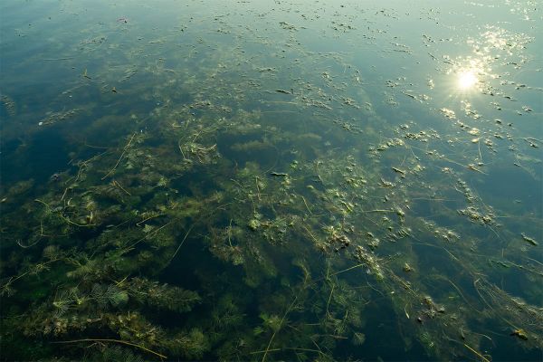 Boaters urged to clean, drain and dry boats as new invasive species identified