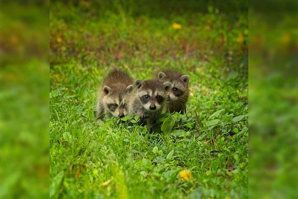 It’s spring: Protect baby wild animals