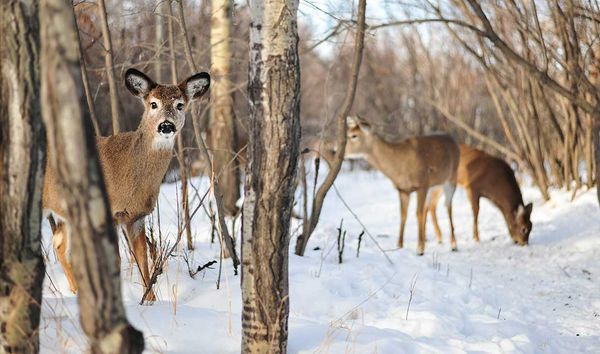 Deer tags to be reduced  significantly for fall hunt