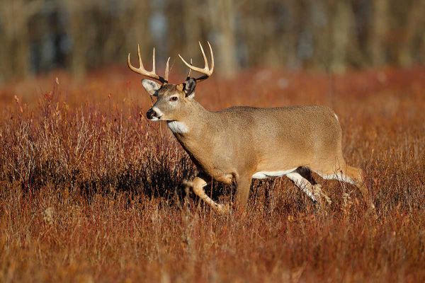 Fish and Game Club lobbies for increase in tag quotas for annual rifle hunt