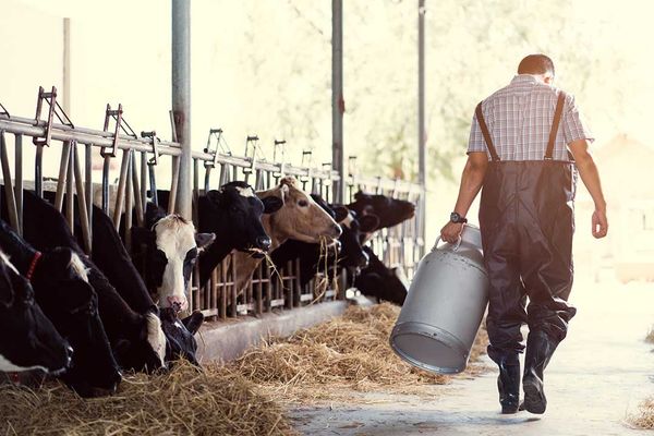 Young farmers group says  at least 20 younger people on  Manitoulin work at farming