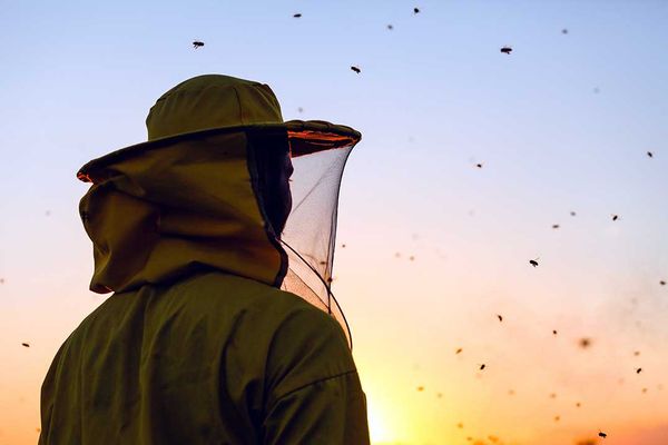 Funding helps Ontario beekeepers with bee health and improve business