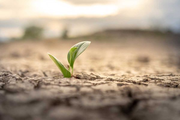 Drought funds will largely benefit western Ontario farms