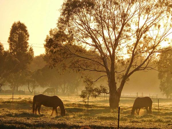 Two Greater Sudbury area horses test positive for Eastern equine encephalitis