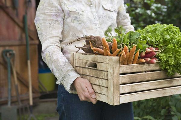 Mindemoya community garden will share with food bank; help sought