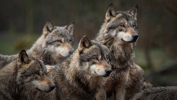 Wolves impact wetlands, have unique hunting abilities, researcher tells Nature Club