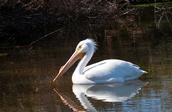 White pelicans make rare Island appearance in Gore Bay