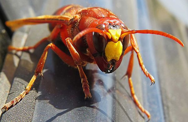 Paws for Thought: What’s the buzz on the “murder” hornet?